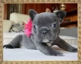 Blue Male and Female French bulldog puppies