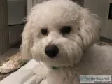 Bishion frise pup