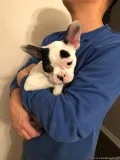 Boston Terrier Puppies.