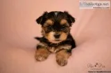 Teacup and Toy size Morkies looking for their forever homes.