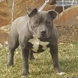 ABKCBBOA Exotic Bullies Dropping April 2019