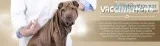 Affordable Vaccinations Service For Dogs in Abbotsford