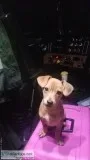 Puppy