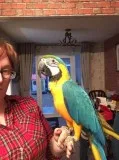 Macaw parrots now ready