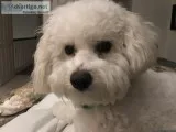 8 month old bishon frise