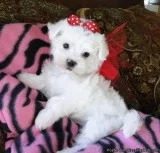 Cute Maltese Pups Male and Female