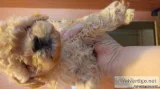Shi poo puppies