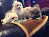 AKA Pure Breed Pomerania