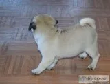 Male and female pug pups