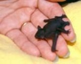 Bat Removal Services in Georgia