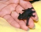 Bat Removal Services in Georgia
