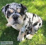 Chocolate Tri and Merle English Bulldog Puppies