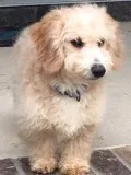 PoodleDauchsund Mix Puppy (neutered male)