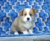 Pembroke Welsh Corgi puppies Ready