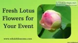 Buy Lotus Flower Online from Whole Blossoms