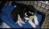 Extremely cute male and female Husky puppies
