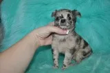 T-cup chihuahua puppies-san diego