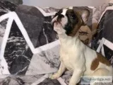 French Bulldog Cute and Smart