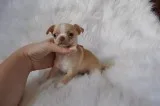 T-cup chihuahua puppies-oklahoma city