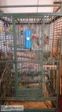 3 parakeets large roll around enclosyer