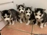 Hi we have 4 Healthy husky Puppy