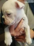 Olde English Bulldogge Puppy Male Michigan