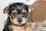 Beautiful Yorkie puppies for Adoption