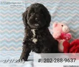 Hypoallergenic Puppies