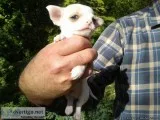 BEAUTIFUL CHIHUAHUA PUPPIES