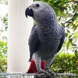 AFRICAN GREY PARROTS FOR SALE WITH CAGE