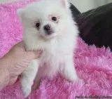 AKC Pomeranian