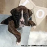 Energetic Boxer Puppies Available.
