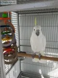 Male Cockatoo for sale