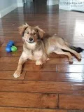 Family friendly Lab-Chow