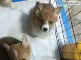 Pembroke Welsh corgi puppies