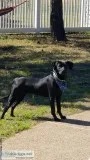 Adorable female puppy dog