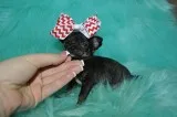 T-cup chihuahua puppies-chicago