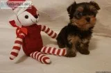 Yorkshire Terrier Puppies