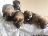 German Shepard puppies for sale 5 boys (long hair straight back)