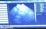 English Bulldog Ultrasounds
