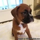 Charmy Boxer Puppies - Male and Females Available.