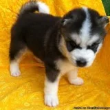 Cute male and female blue eye Husky puppies