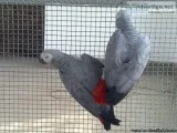 Adorable male and female African grey parrots