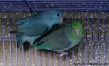 Parrotlets Parrotlet