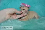 T-cup chihuahua puppies-las vegas