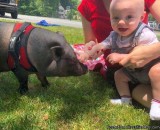 Petting Zoo Birthday Party