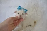 T-cup chihuahua puppies-phoenix