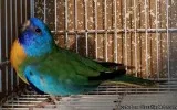 Scarlet Chested Parakeet
