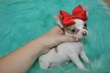 T-cup chihuahua puppies-seattle