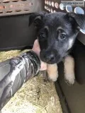 Puppies